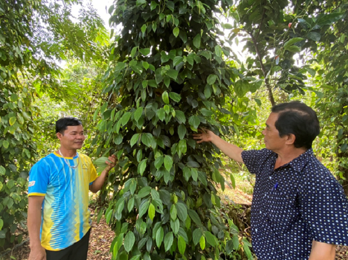 Phát triển kinh tế từ mô hình trồng đa cây ở xã Cư A Mung